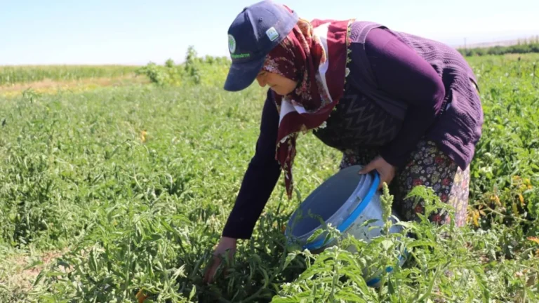 Kayseri Bünyan’da Tarihi Karahıdır Domatesi Hasadı Başladı