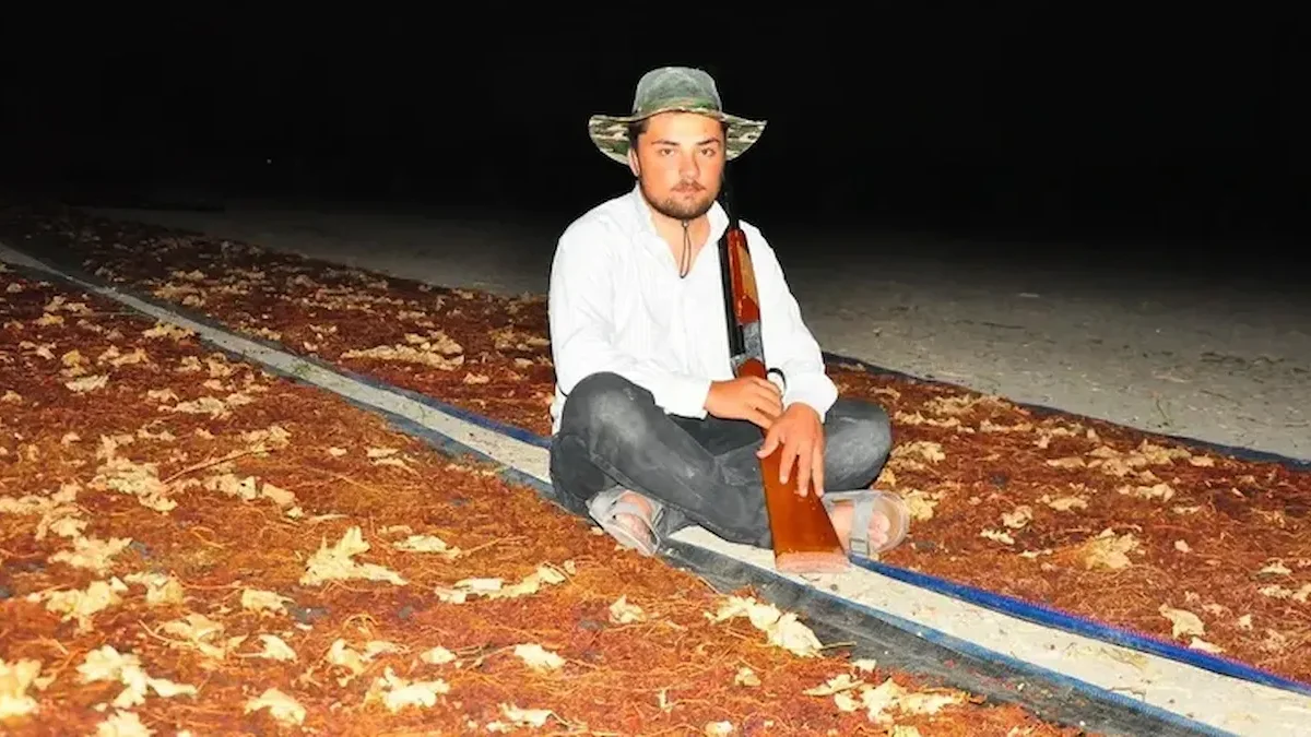 Manisa Ovası'nda üzümleri koruyan çiftçiler