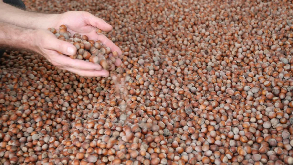 Ticaret Bakanlığı'ndan fındık piyasasına sıkı denetim